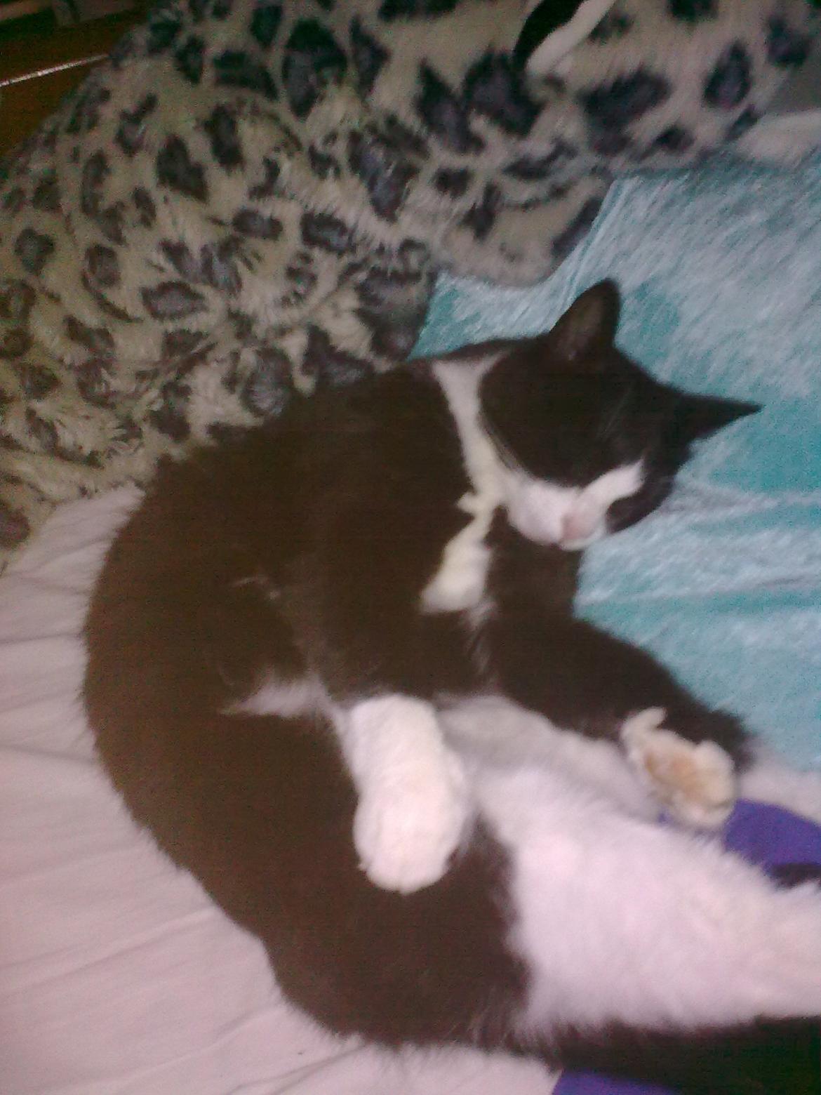 Huskat Sylvester billede 18