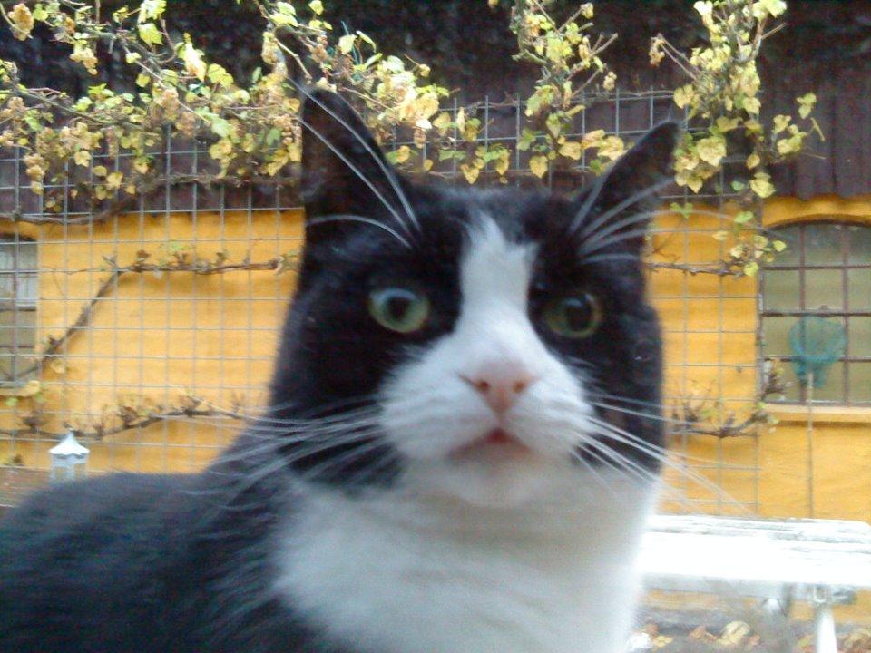 Huskat Sylvester billede 19