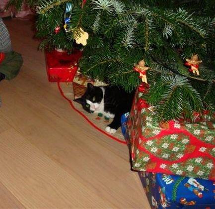 Huskat Sylvester billede 3