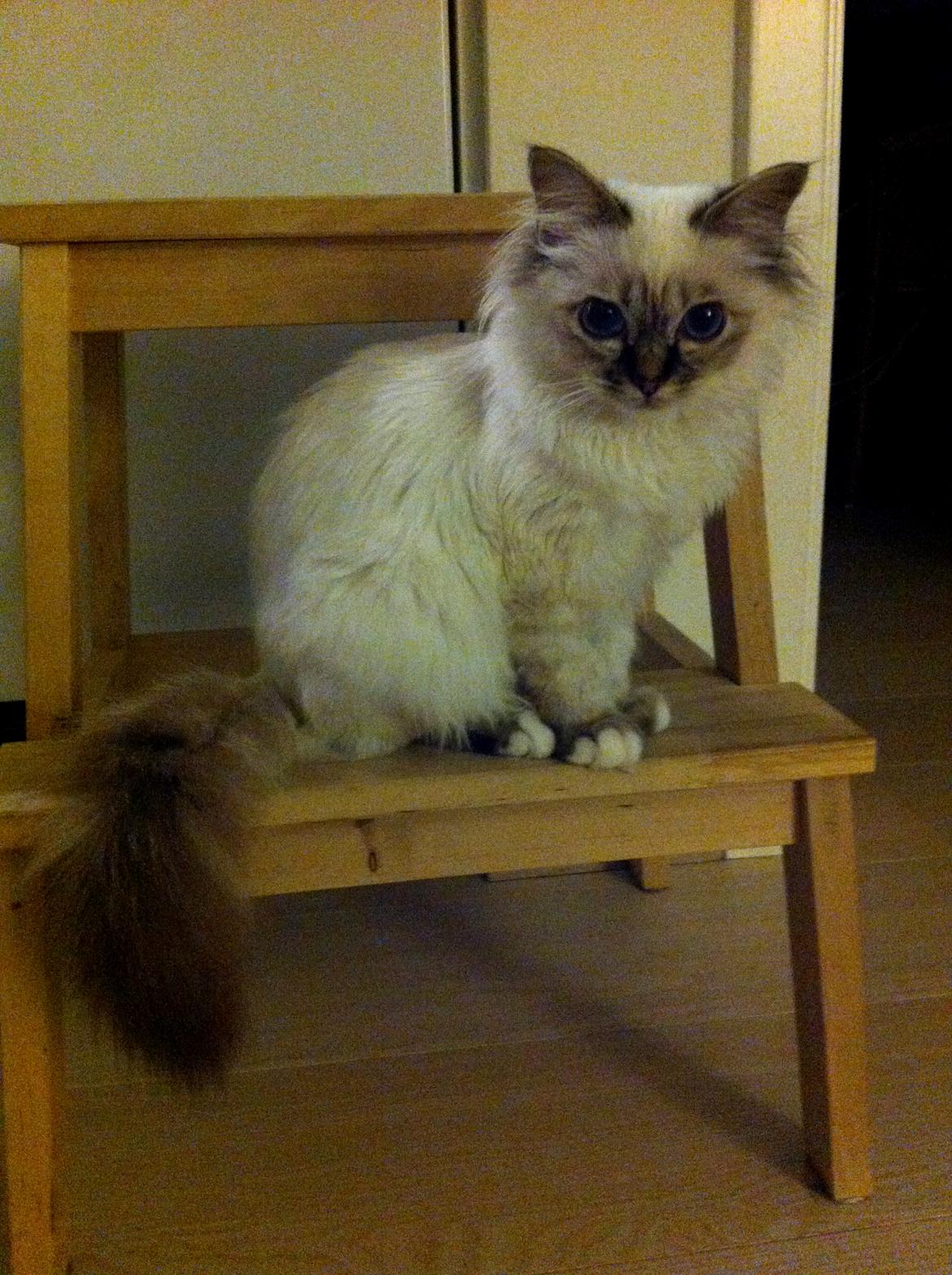 Hellig Birma Chicabee Viva la Vida - Lille V 5 måneder billede 11