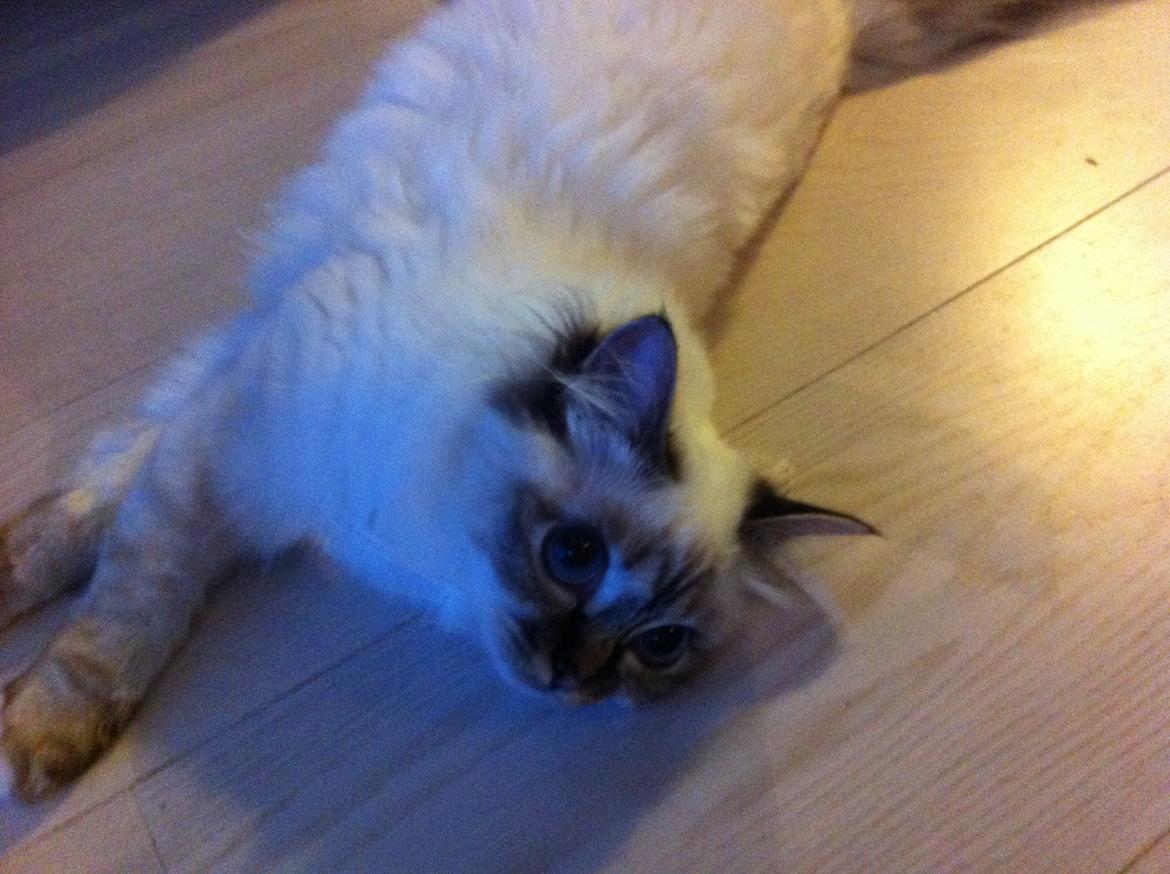 Hellig Birma Chicabee Viva la Vida billede 15