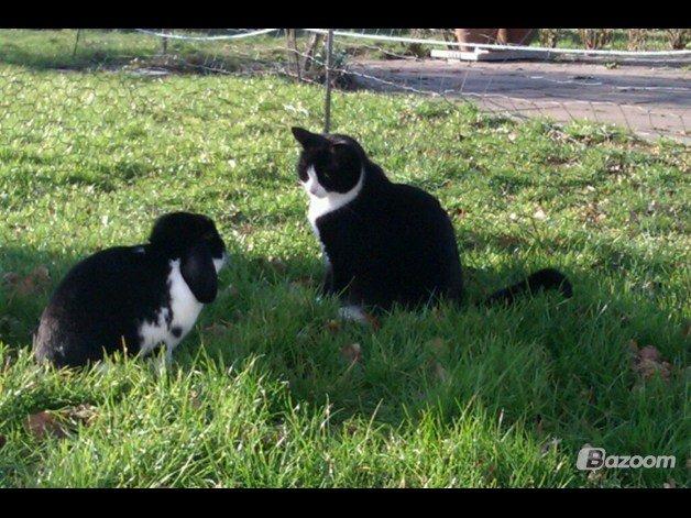 Huskat Sylvester billede 7