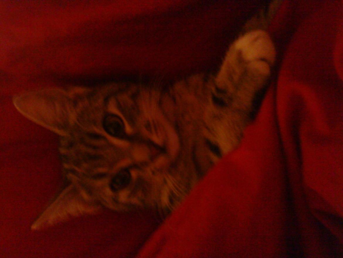 Huskat Slaske billede 8