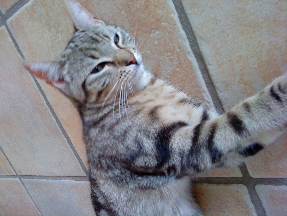 Huskat Slaske billede 18