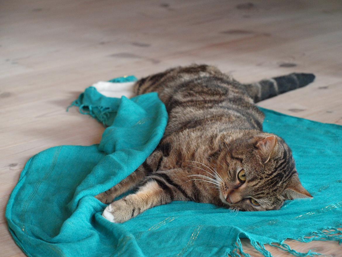 Huskat Slaske billede 4