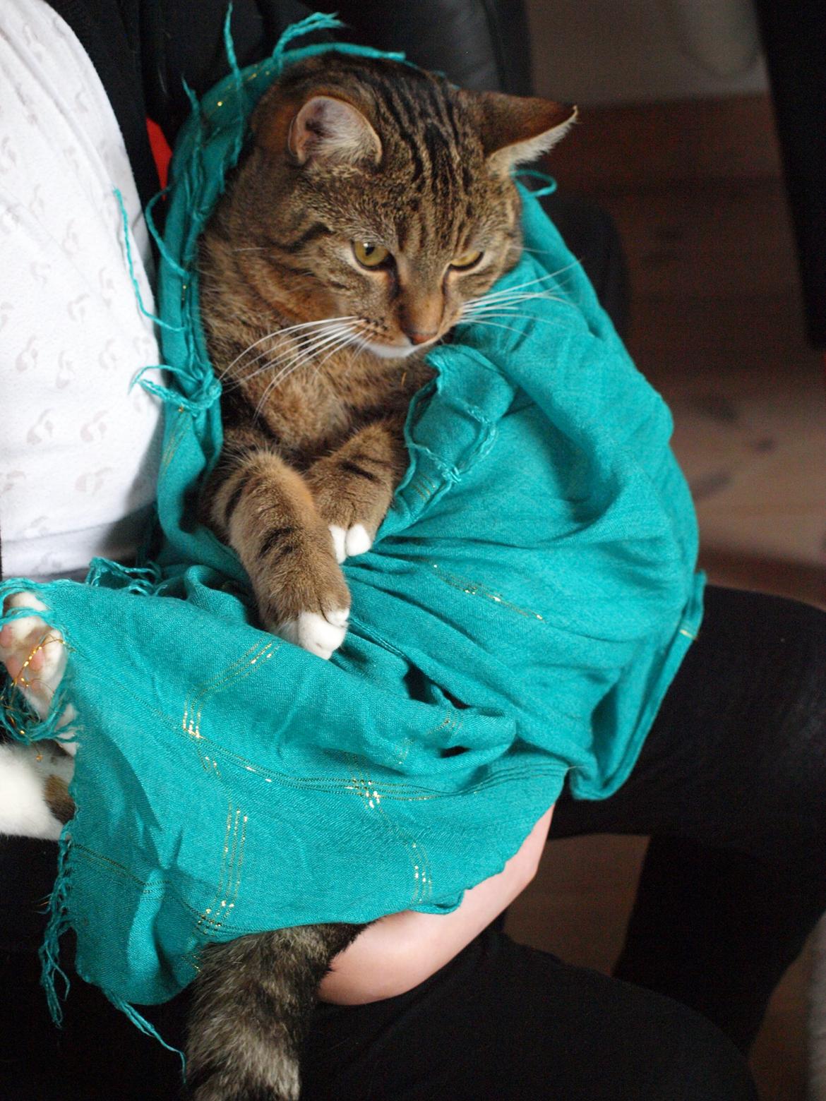 Huskat Slaske billede 2