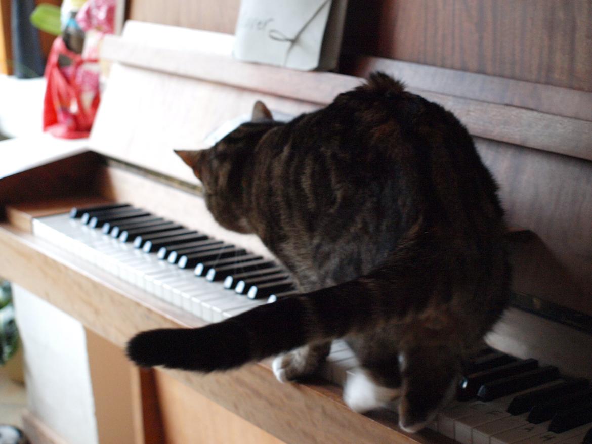 Huskat Slaske billede 6