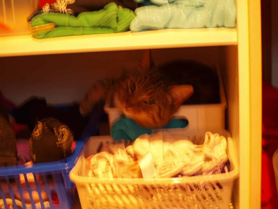 Huskat Slaske billede 9