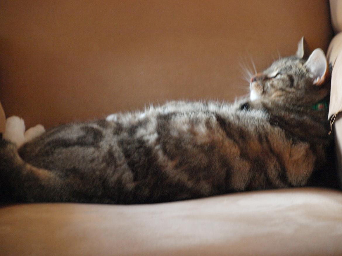 Huskat Slaske billede 10