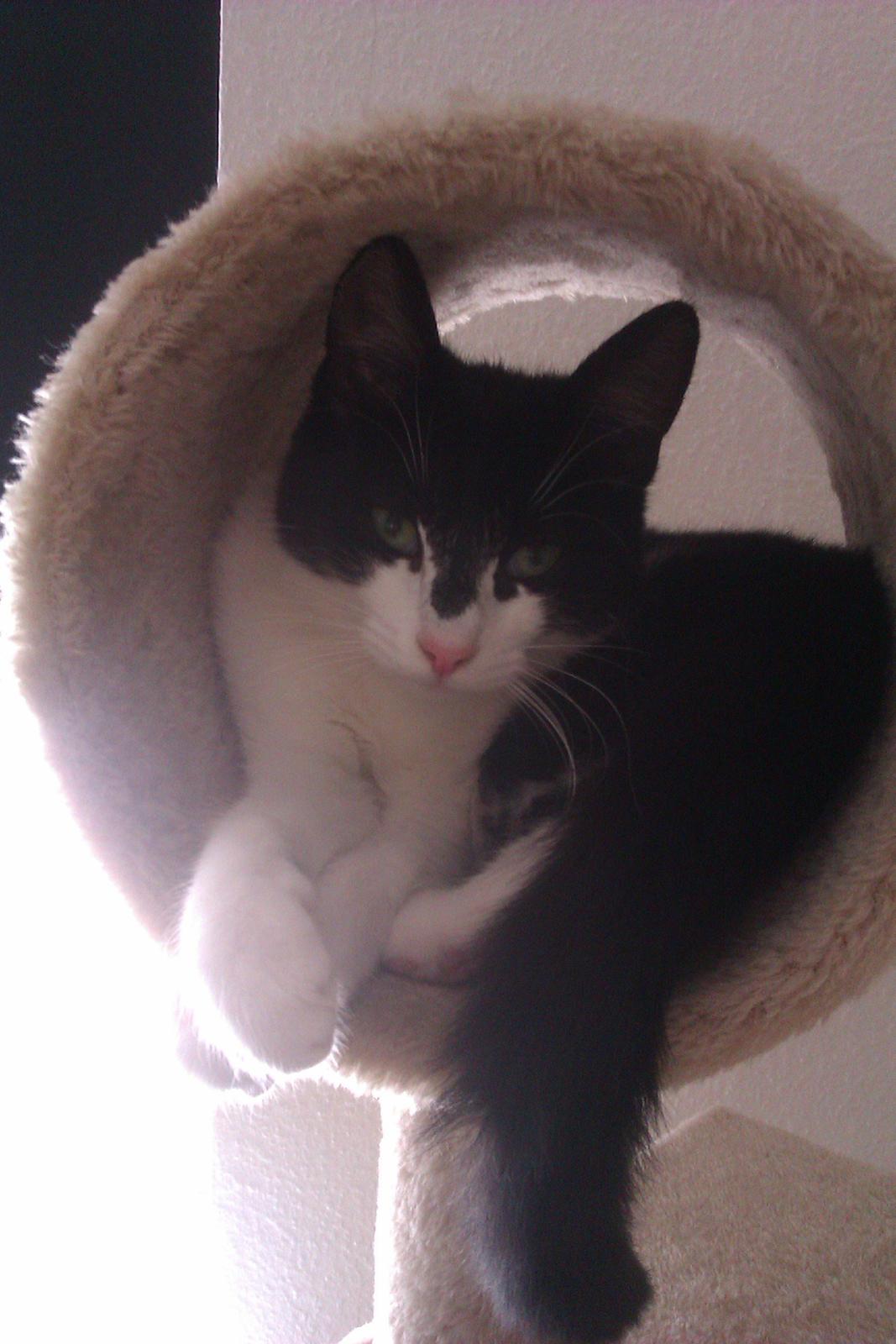 Blanding af racer Miska billede 7