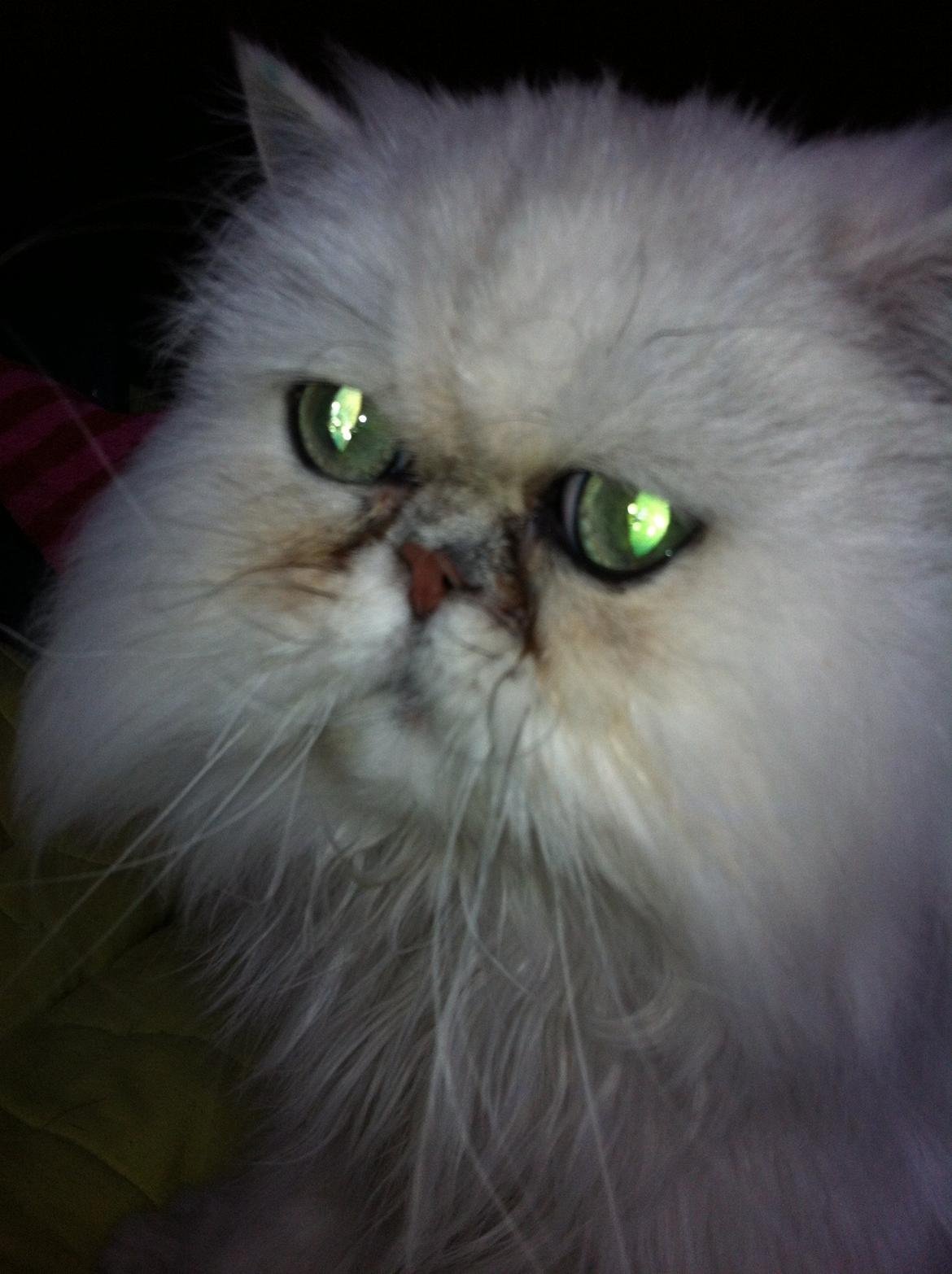 Perser Maya Adrian Amade"(kaldt Manse) billede 1