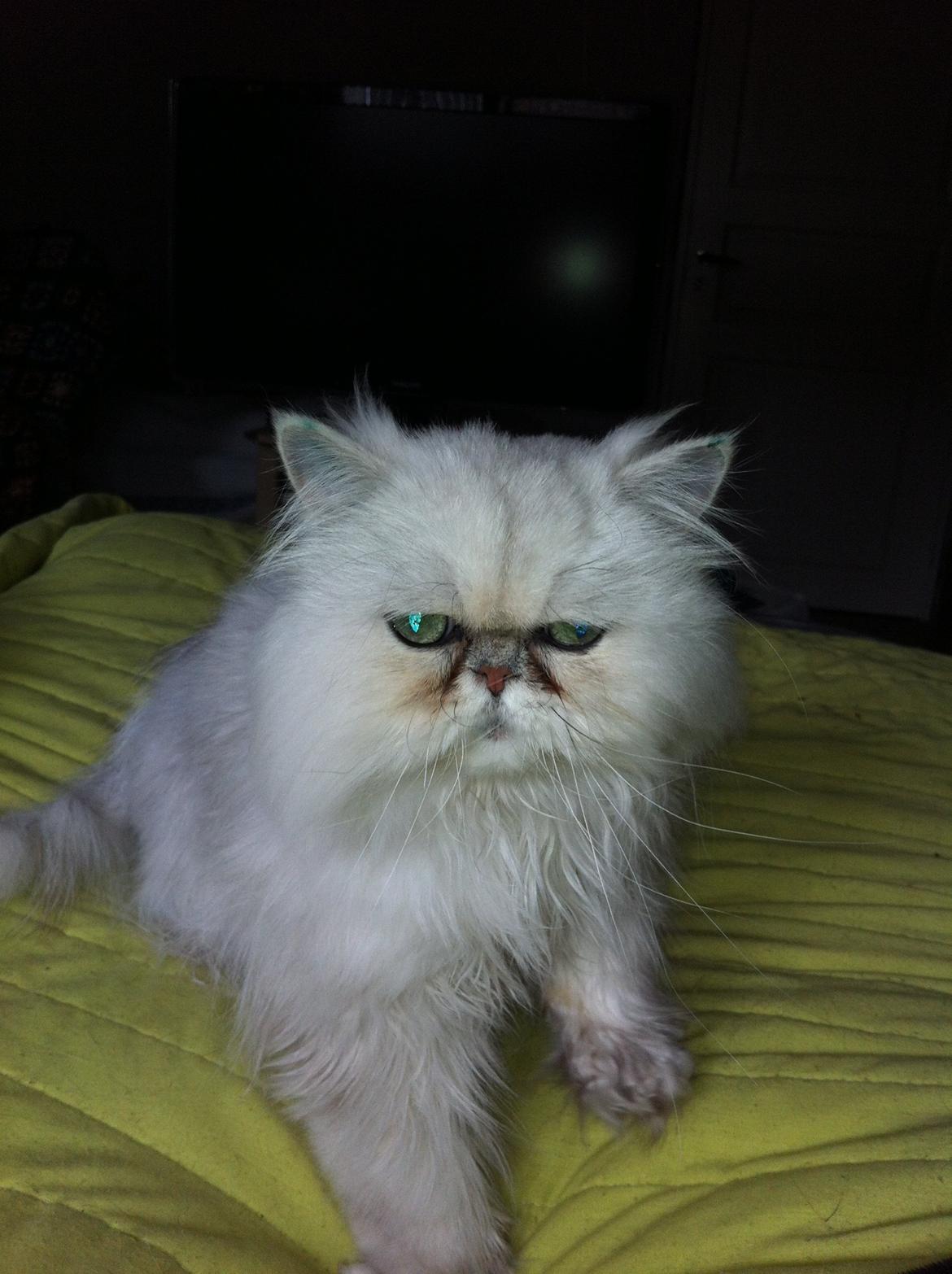 Perser Maya Adrian Amade"(kaldt Manse) billede 2