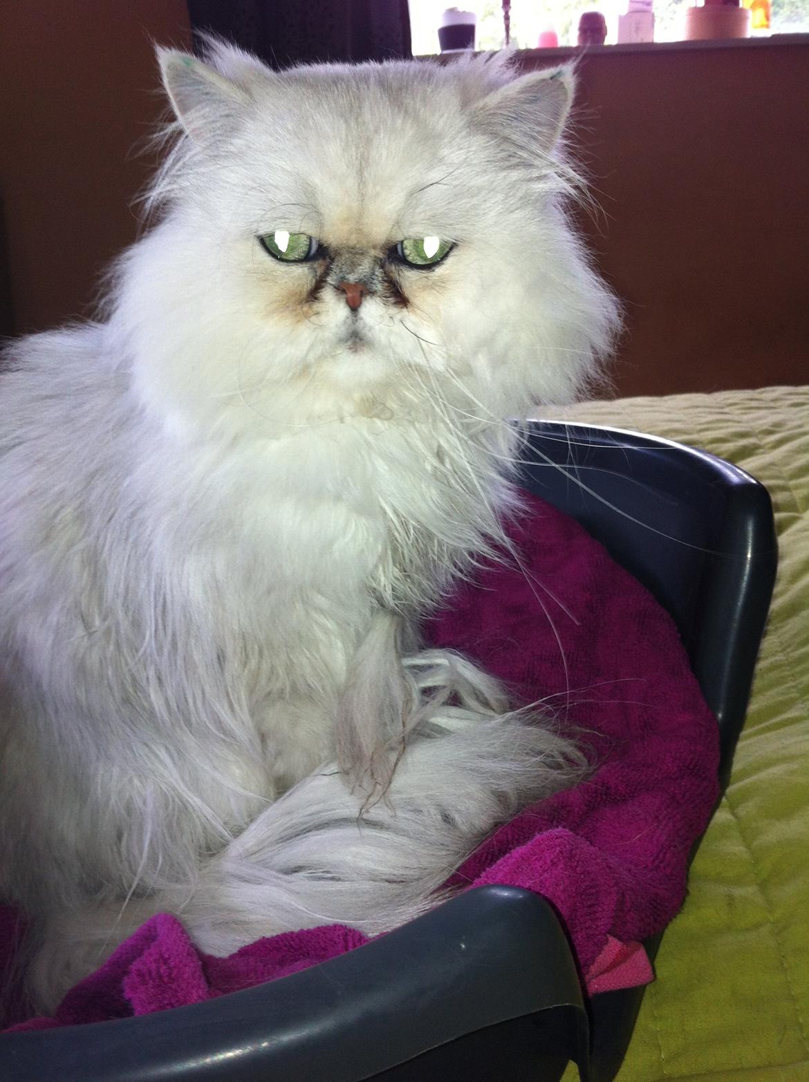 Perser Maya Adrian Amade"(kaldt Manse) billede 3