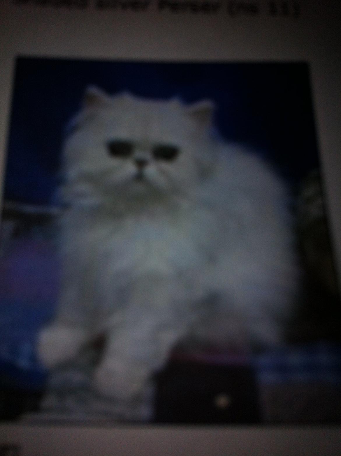 Perser Maya Adrian Amade"(kaldt Manse) billede 4