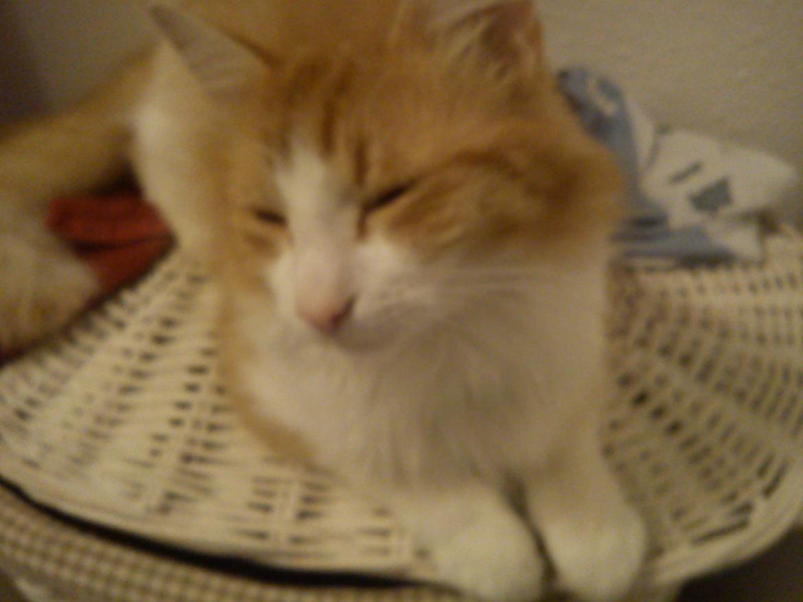 Maine Coon Coco billede 1