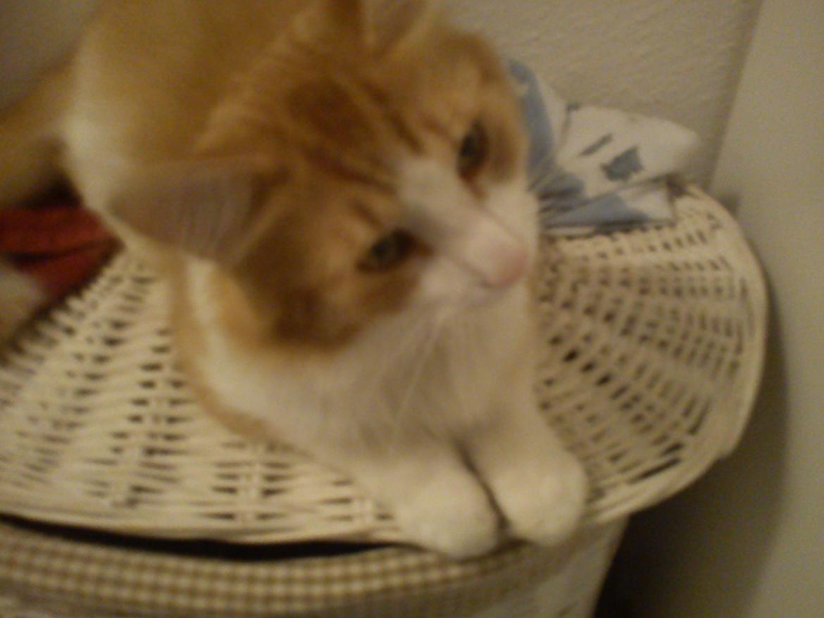 Maine Coon Coco billede 2