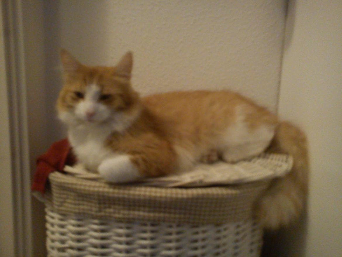 Maine Coon Coco billede 3