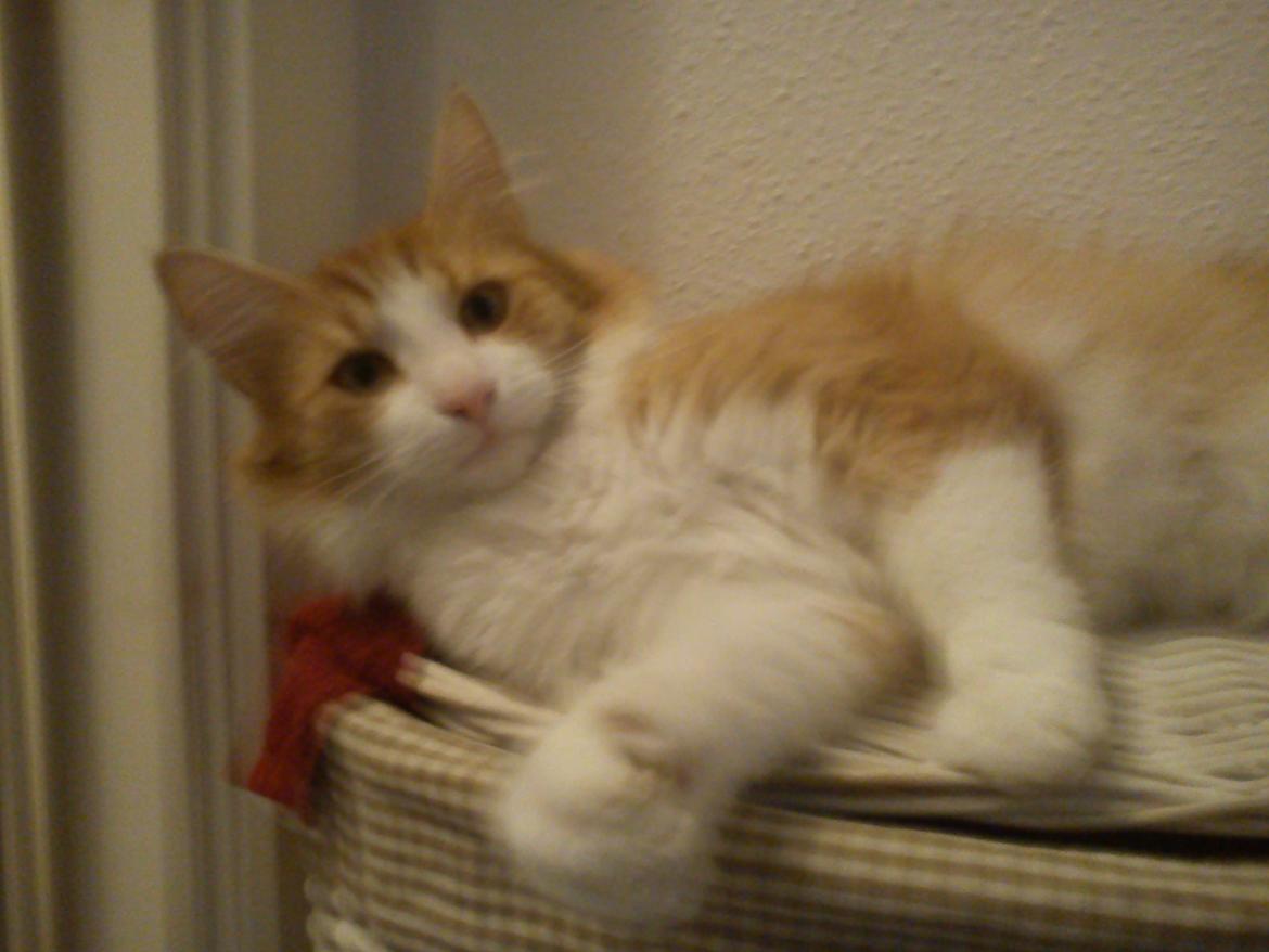 Maine Coon Coco billede 4