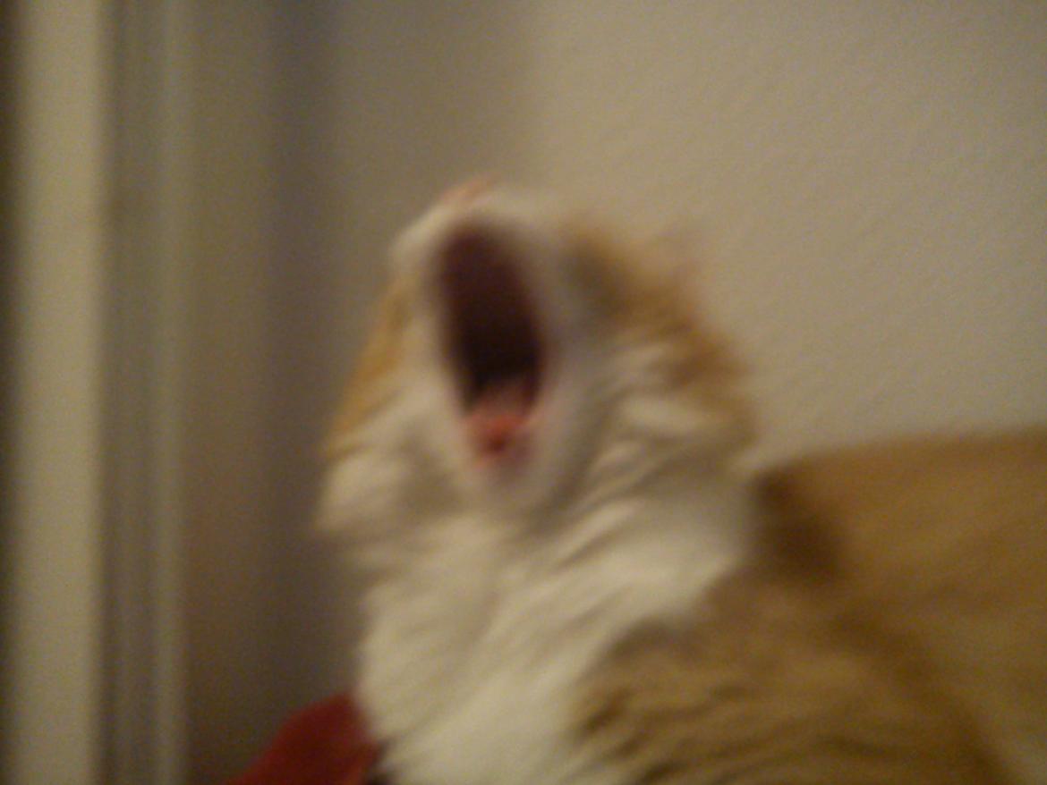 Maine Coon Coco billede 5