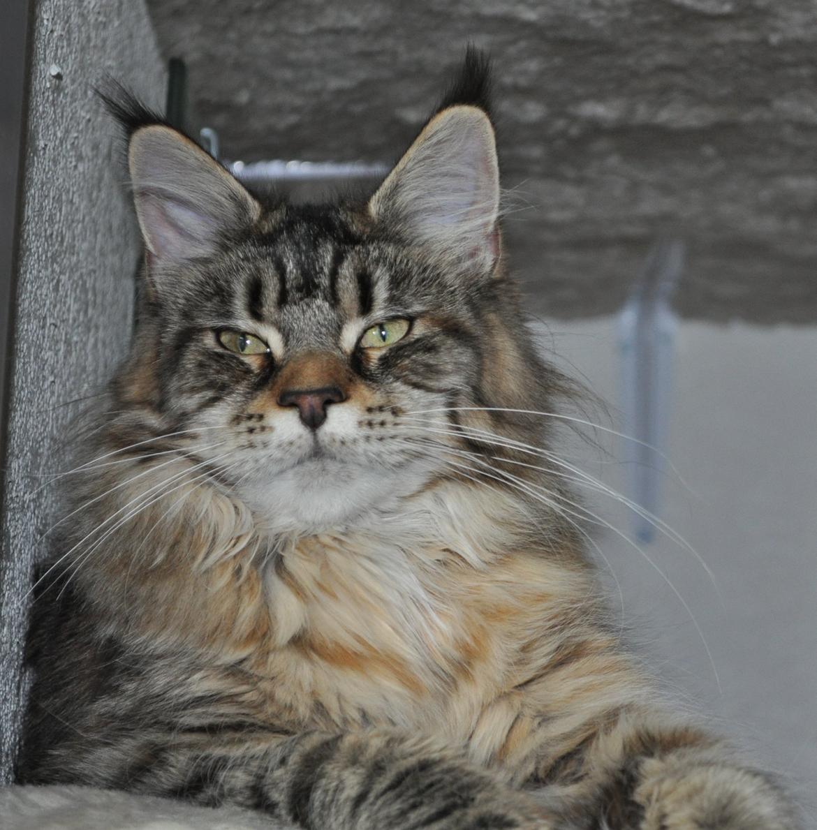 Maine Coon Redline Jade billede 5