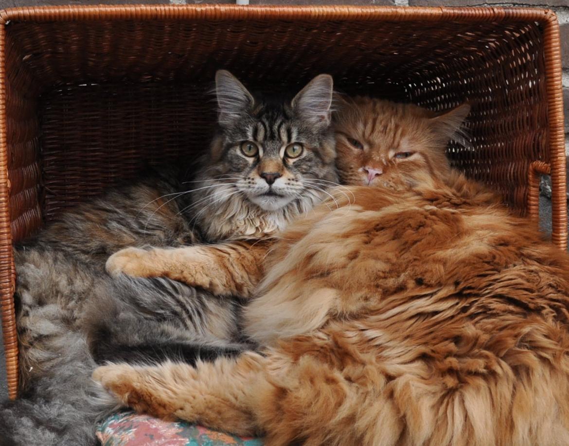Maine Coon Redline Jade - Hygge med onkel Dundee. billede 6