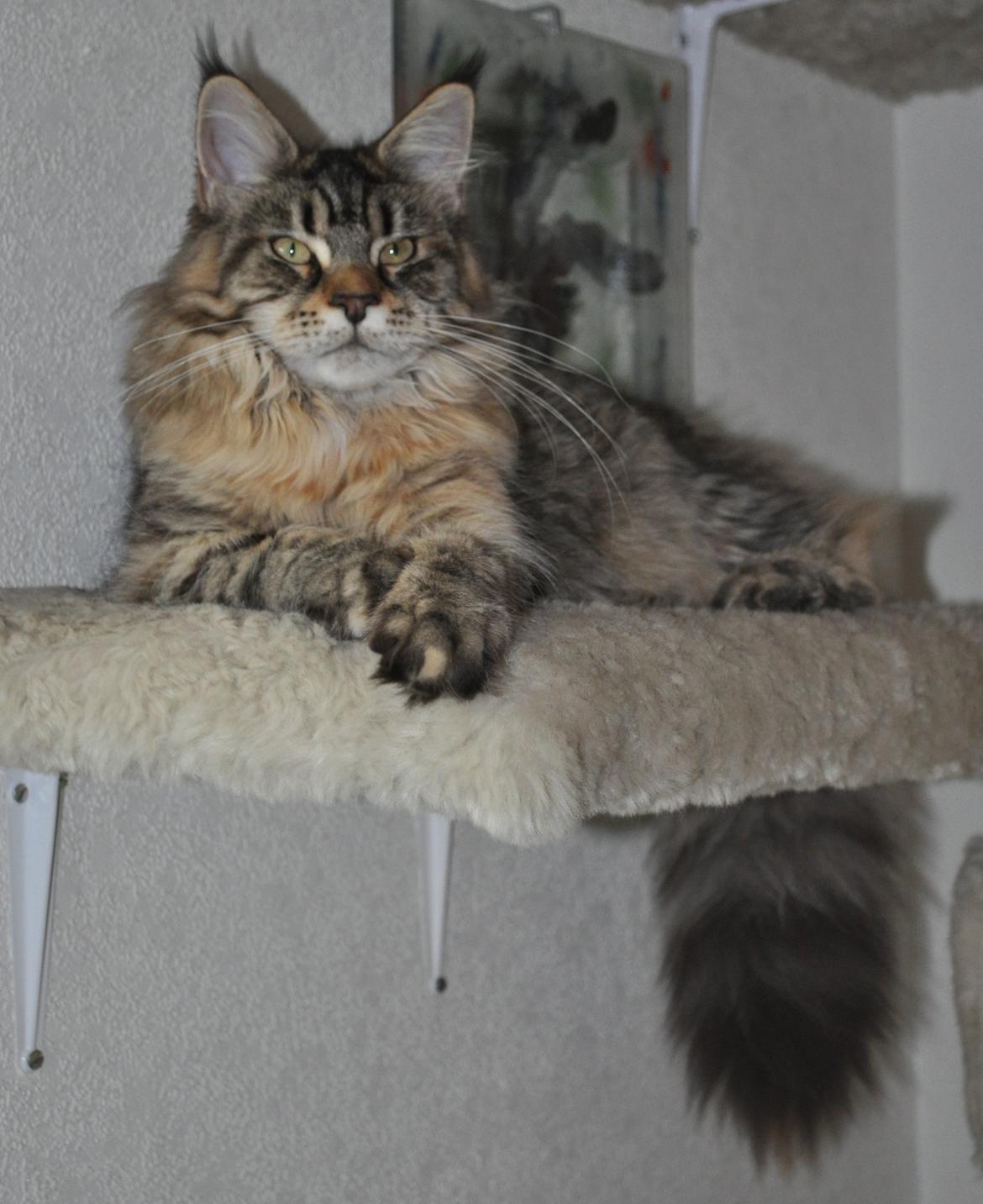 Maine Coon Redline Jade billede 8