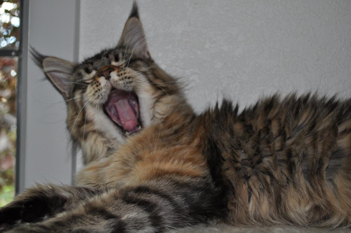 Maine Coon Redline Jade - Gider ikke fotograferes.
 billede 9