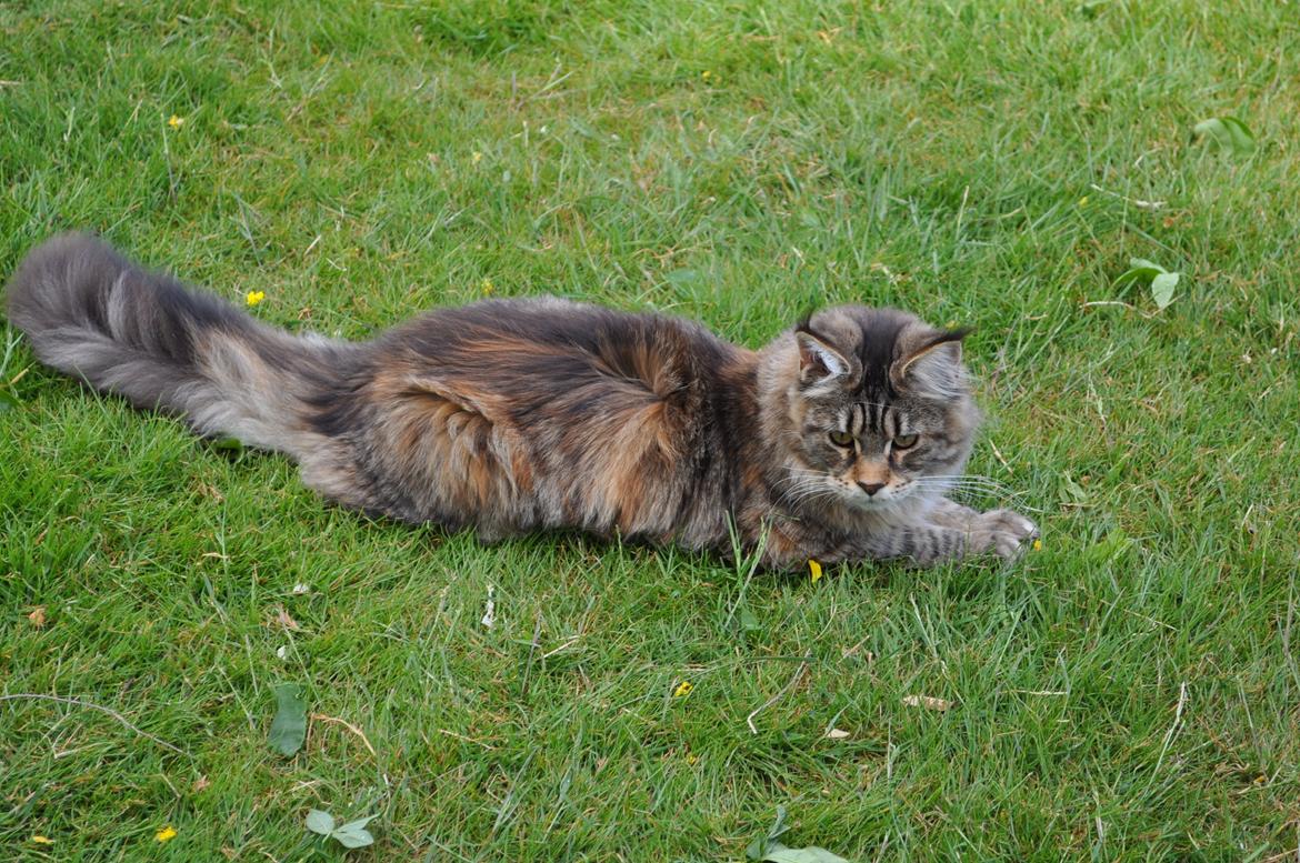 Maine Coon Redline Jade - Hvilket blad skal jeg nu fange... billede 10