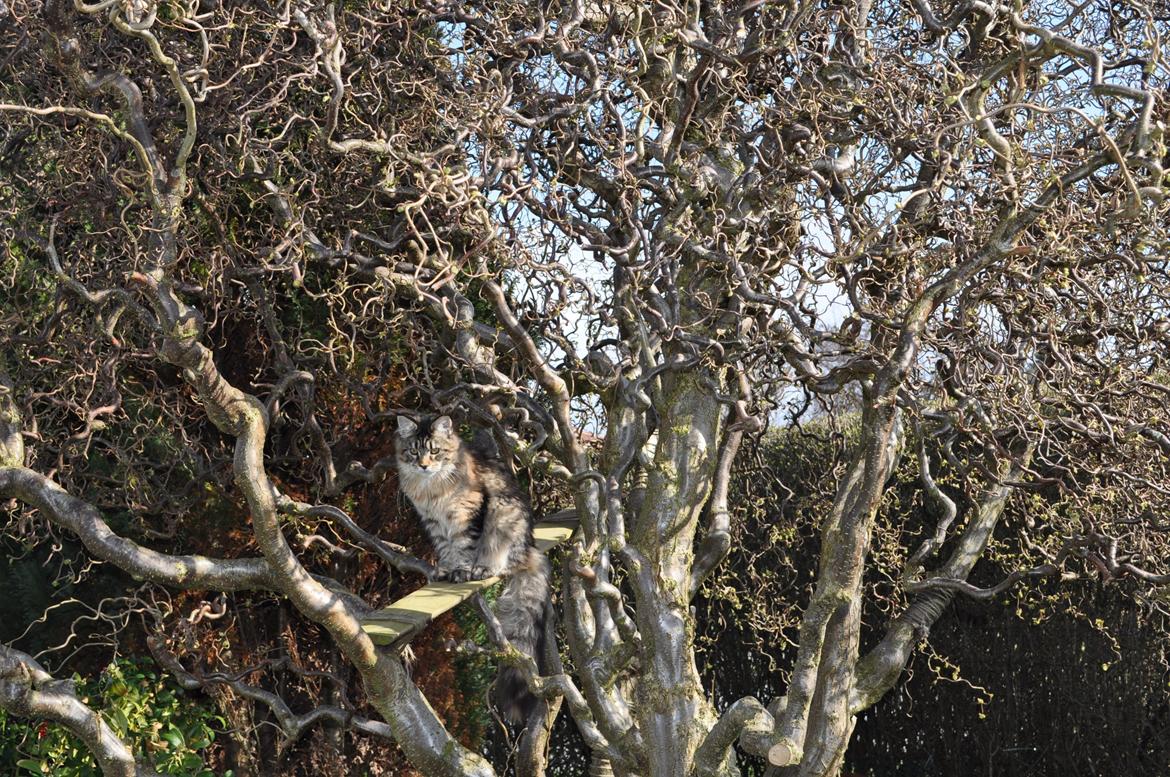 Maine Coon Redline Jade billede 11