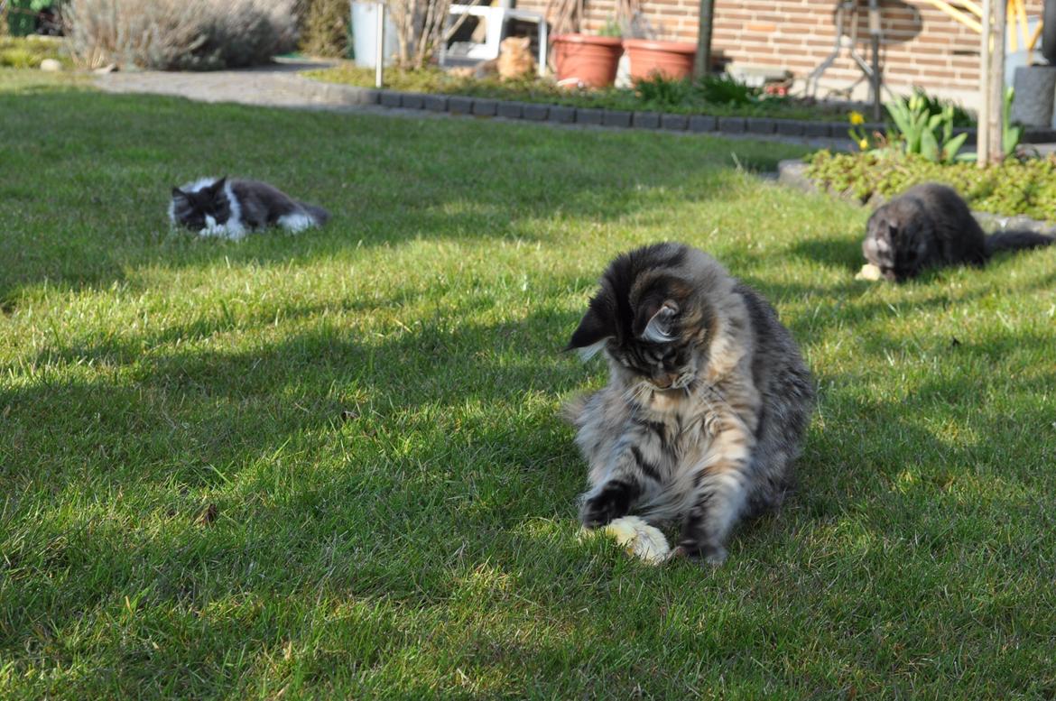 Maine Coon Redline Jade - Uhmm, daggamle kyllinger er guf. billede 12