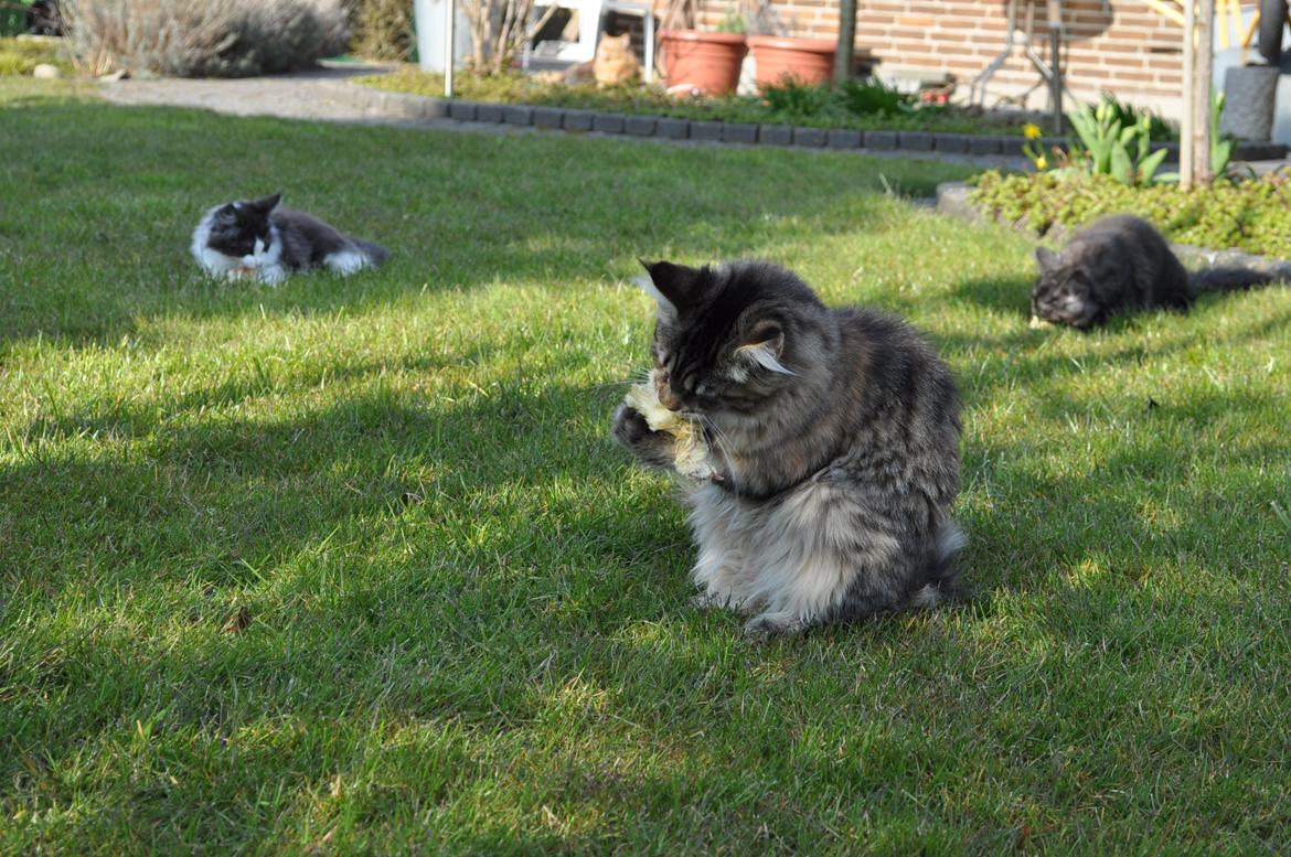 Maine Coon Redline Jade billede 13