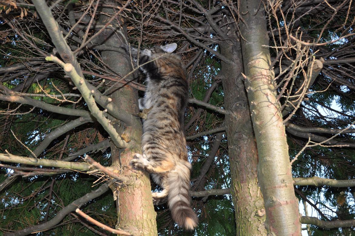 Maine Coon Redline Jade - Der er langt til toppen :)
 billede 14