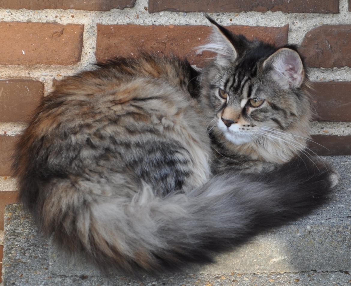 Maine Coon Redline Jade billede 15