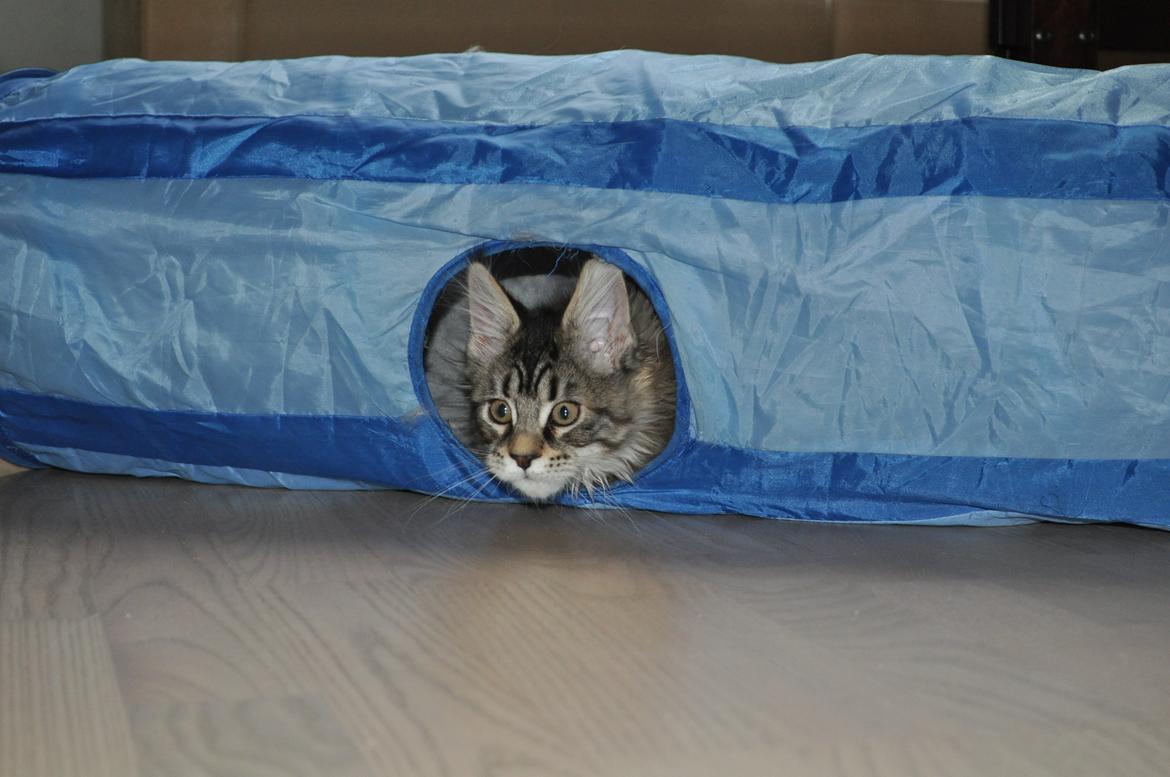 Maine Coon Redline Jade - Tit,tit. billede 16