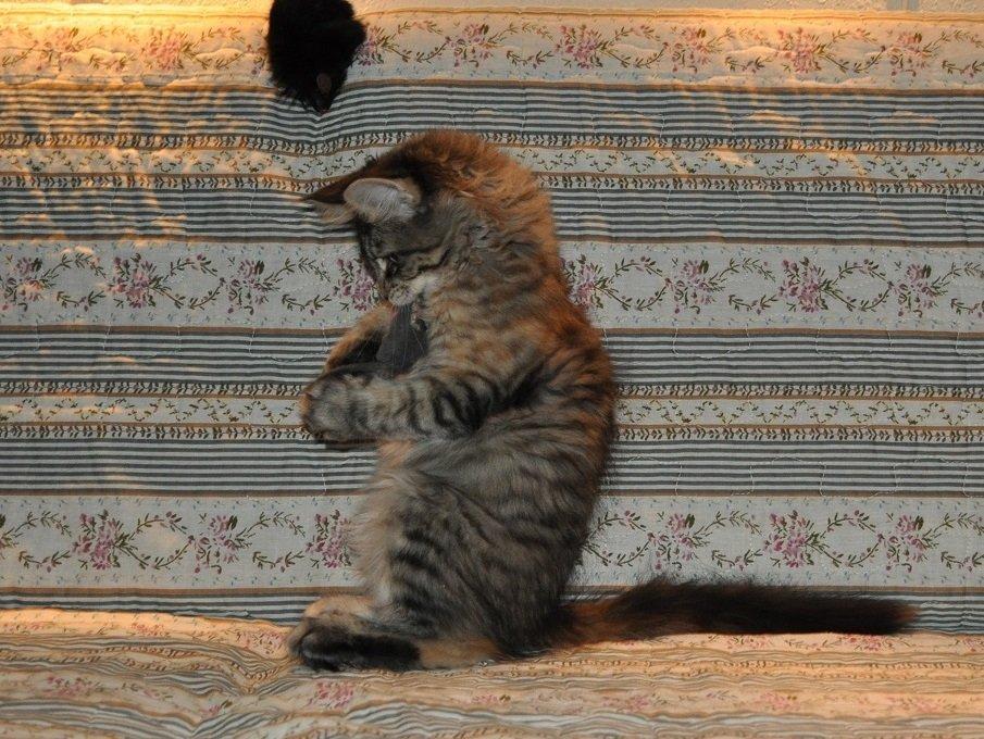 Maine Coon Redline Jade - Jeg fangede den lille mus. billede 17