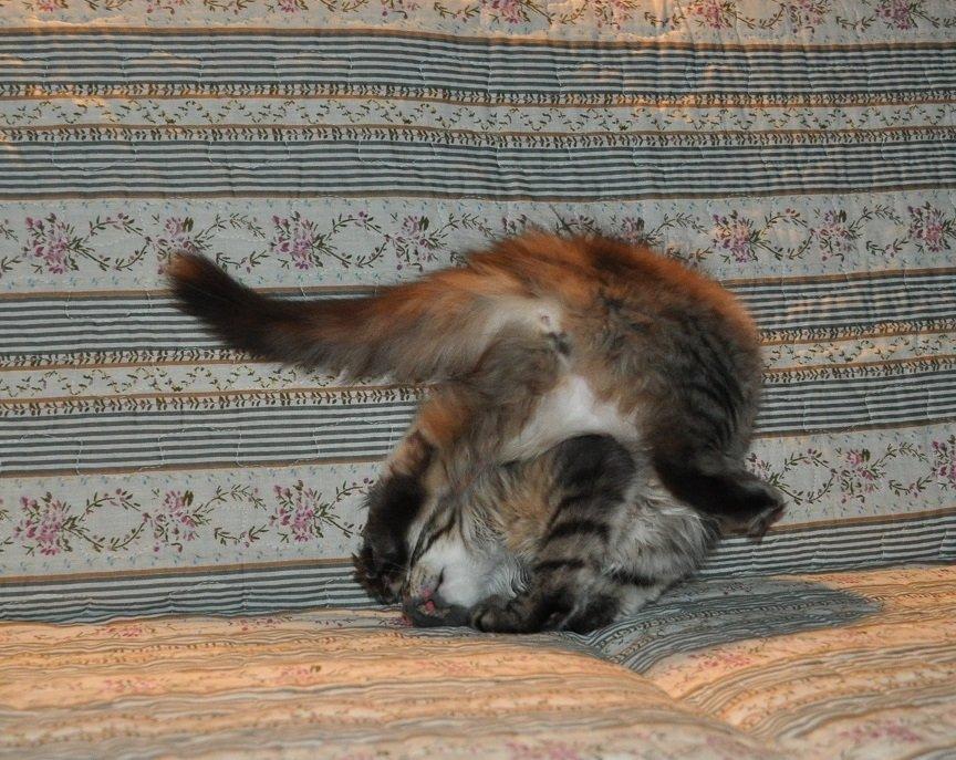 Maine Coon Redline Jade - Se mor, jeg kan stå på hovedet. billede 18