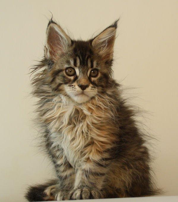 Maine Coon Redline Jade billede 19