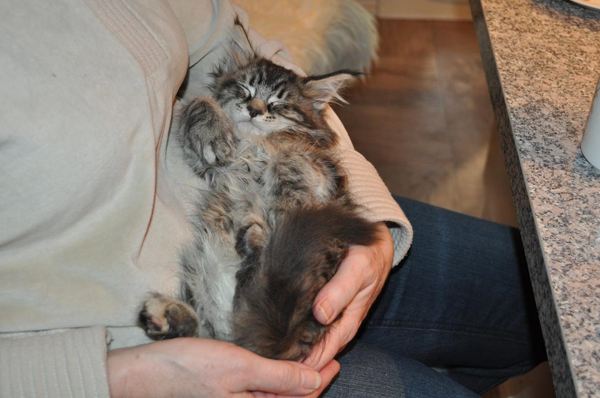 Maine Coon Redline Jade - Så nuttet har jeg været. billede 20