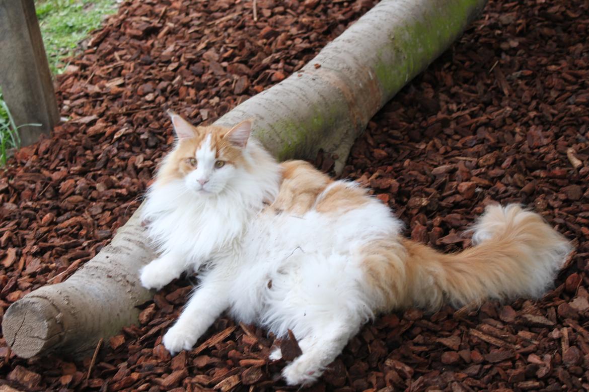 Maine Coon Oliver billede 8