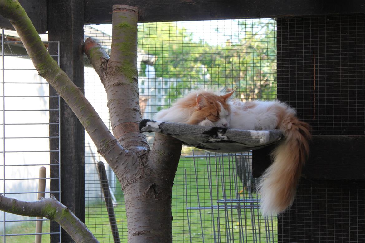 Maine Coon Oliver billede 9