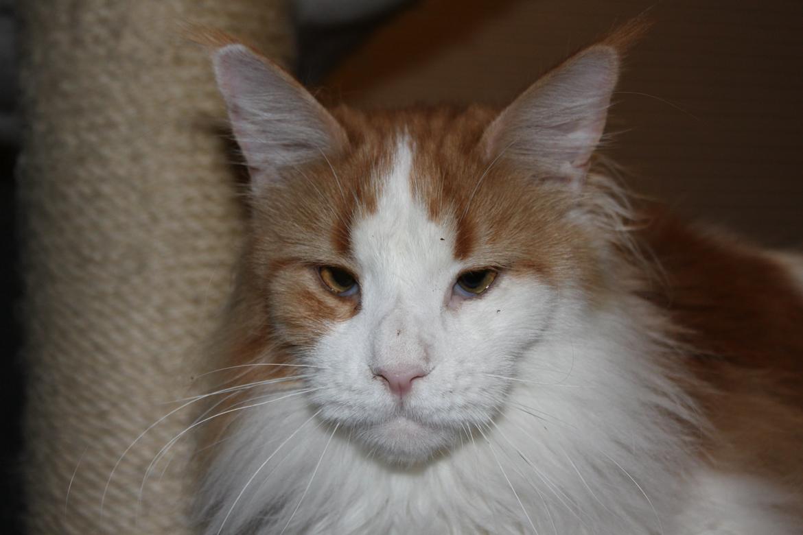 Maine Coon Oliver billede 10