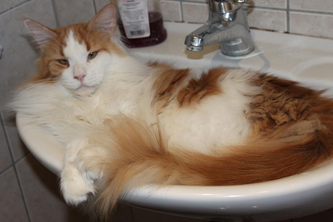 Maine Coon Oliver billede 11