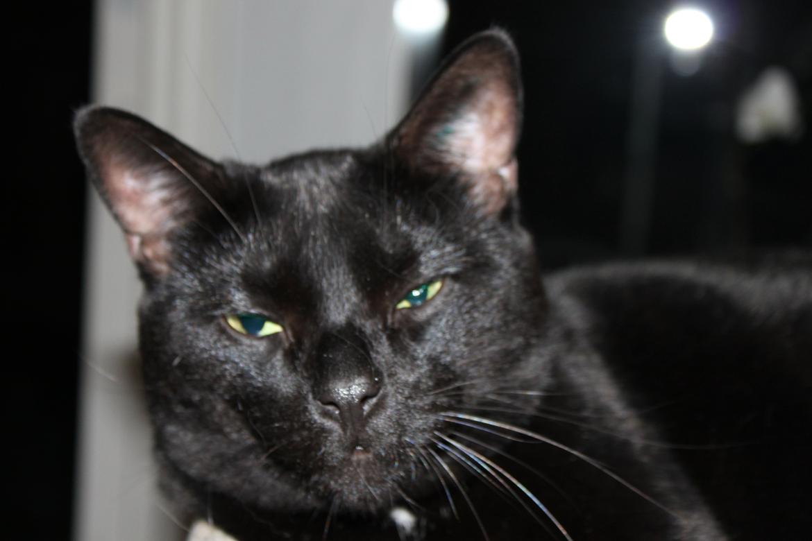 Huskat Lucky billede 8