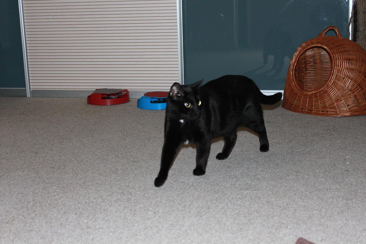 Huskat Lucky billede 9