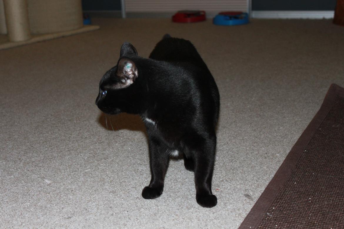 Huskat Lucky billede 10