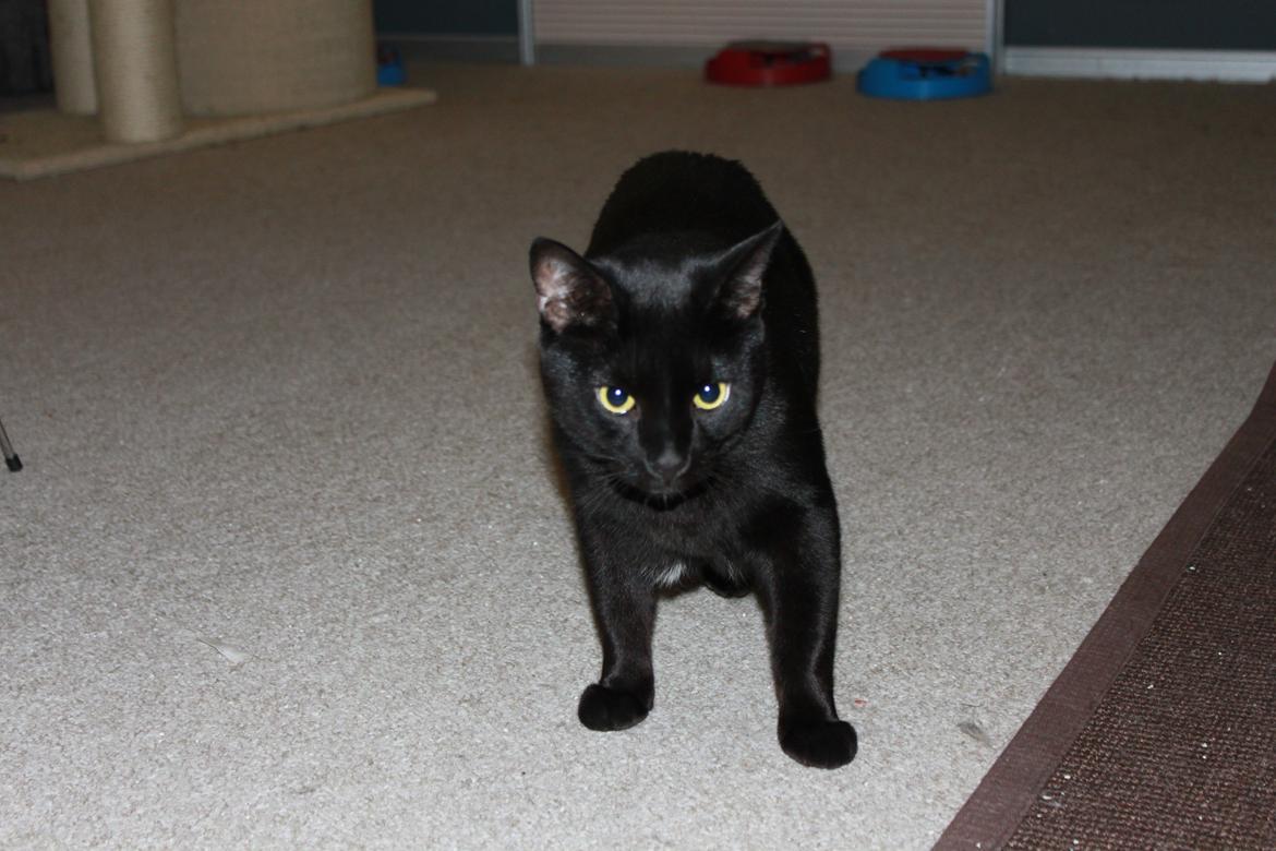 Huskat Lucky billede 11