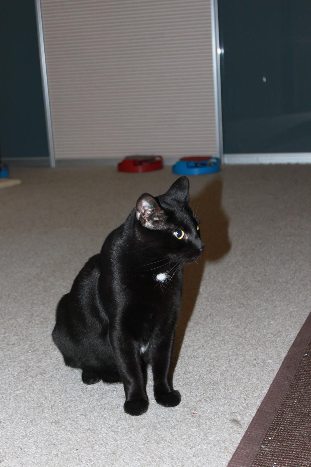 Huskat Lucky billede 12