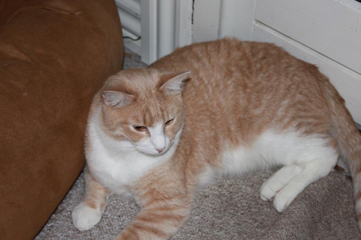 Blanding af racer Whisky billede 9