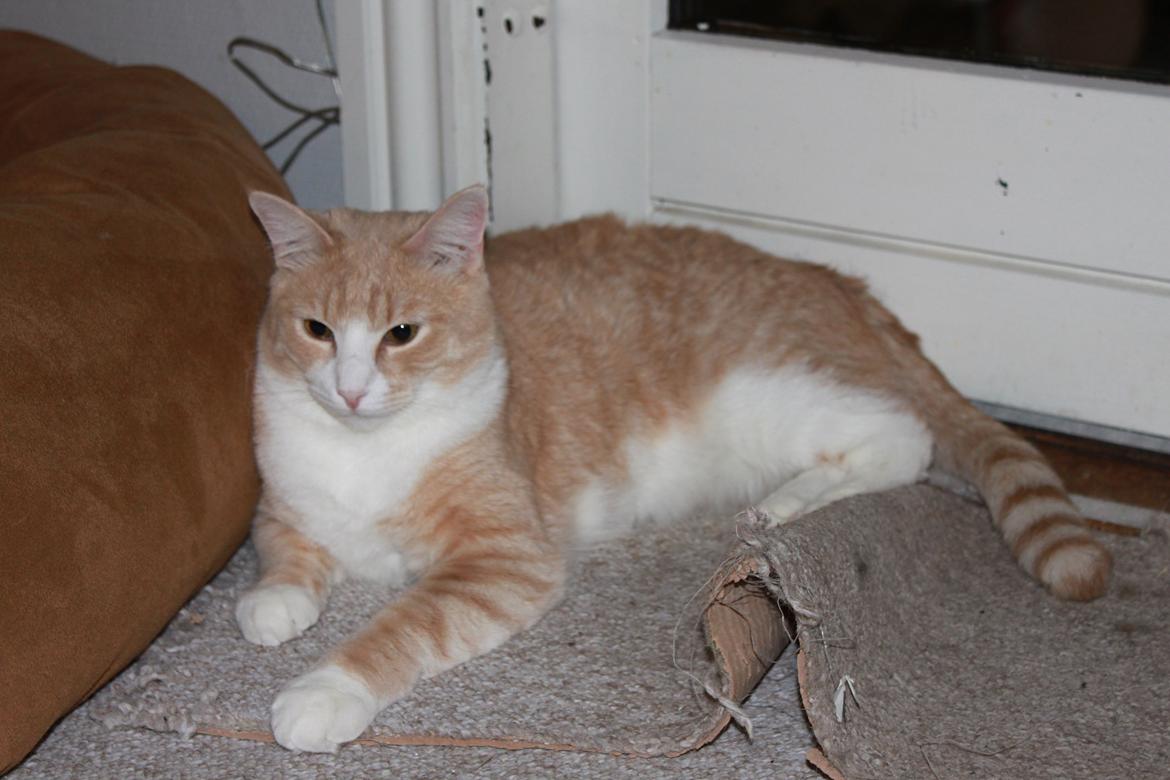 Blanding af racer Whisky billede 10