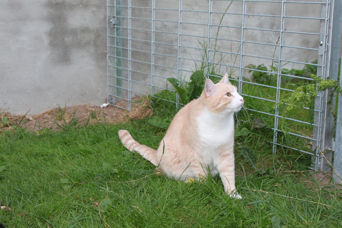 Blanding af racer Whisky billede 12